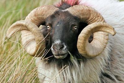 A Co. Mayo ram is a handsome specimen of his breed.